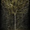 Bertrand Flachot