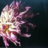 Fiammetta Miraglia