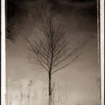 Tree Reflection With Reeds