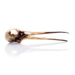 Scolopax Rusticola