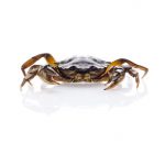 Carcinus mediterranus