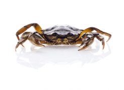Carcinus mediterranus